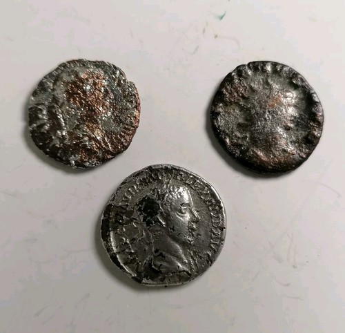 Three subaeratus fouree - three,